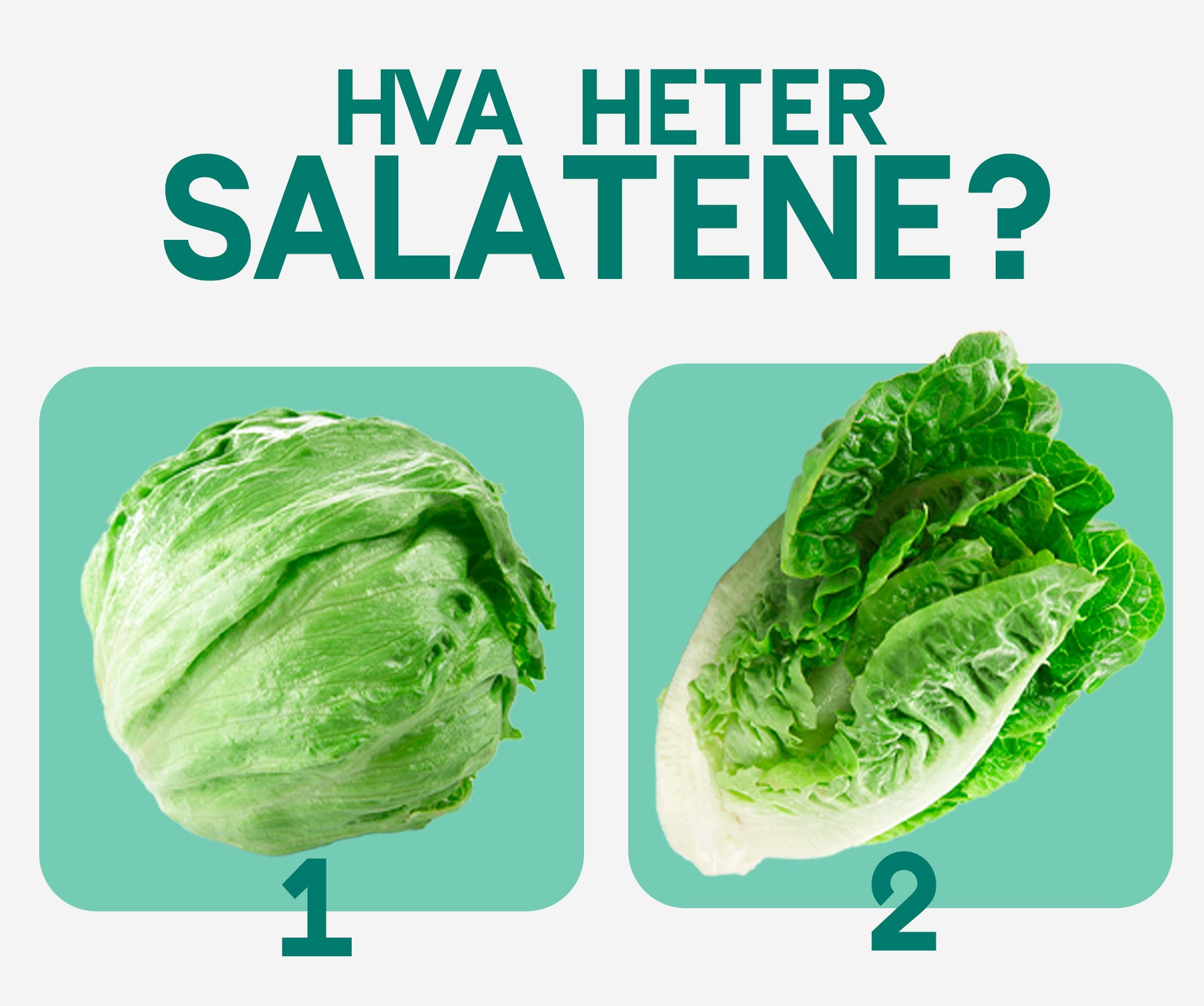 til teksten salatkonkurrase.jpg