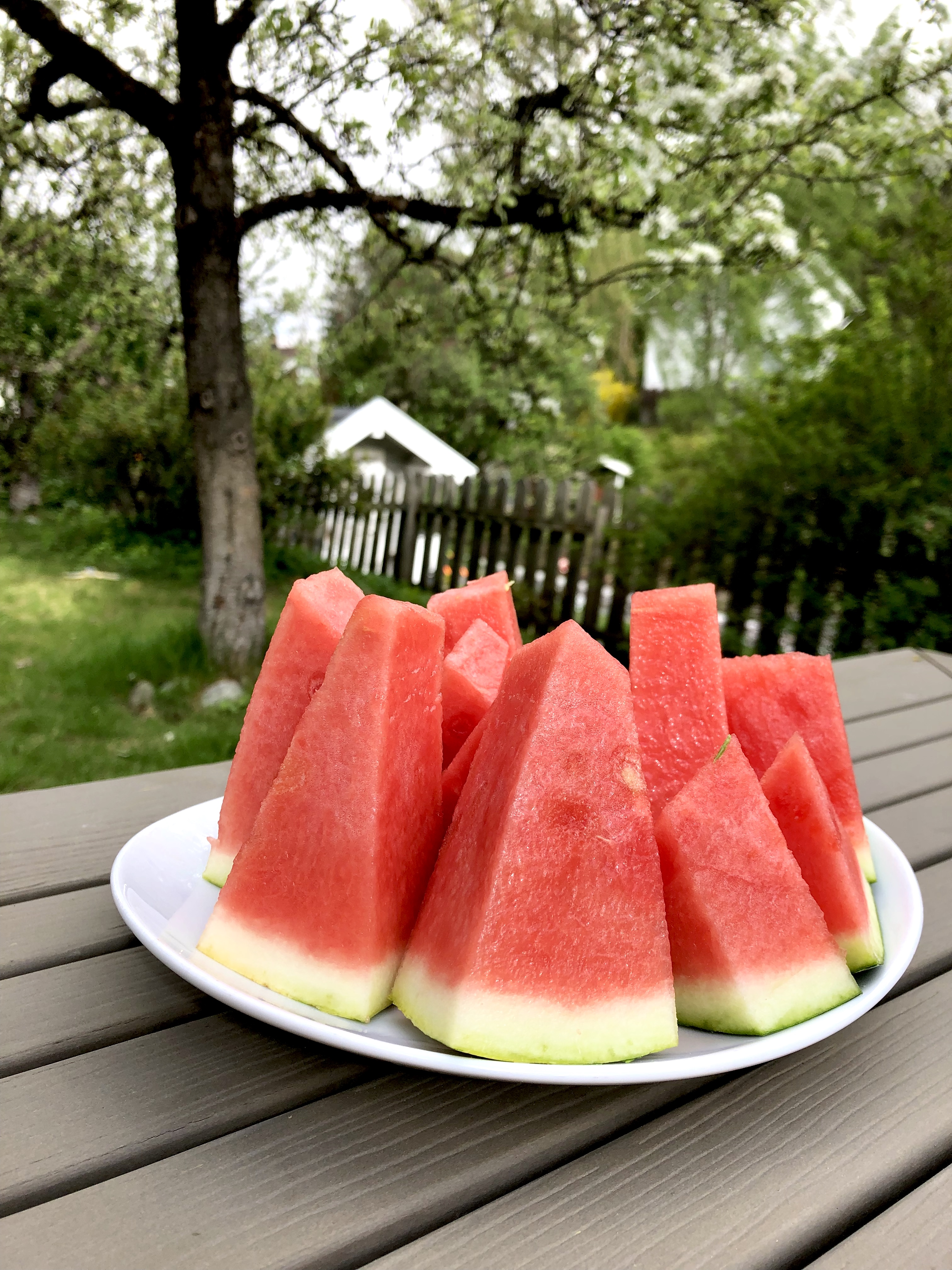 vannmelon i hagen.jpg